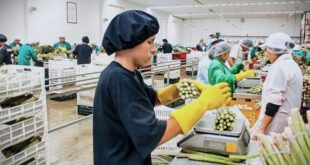 AGROINDUSTRIA REQUIERE EMPACADORES DE FRUTAS Y VERDURAS | POSTULA